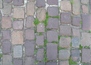 石砖路面缝隙间的青草