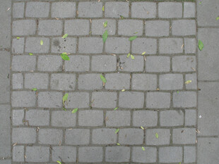 灰色砖缝中长出的嫩绿小草