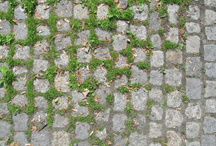 石缝中生长的翠绿藤蔓