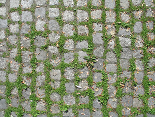 石缝生绿的古朴石板路