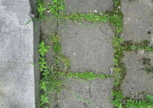 石板缝隙间的翠绿生机