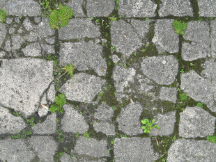 石板路缝隙间的绿意