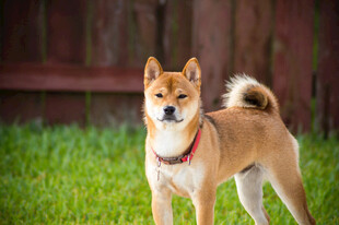 可爱站立柴犬