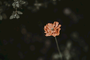 单朵橙花绽放