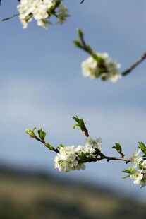枝头绽放的洁白春花