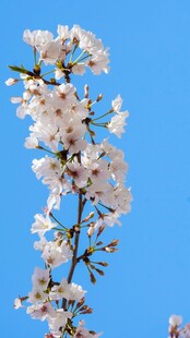 蓝天映衬下的美丽樱花枝