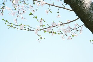 枝头绽粉樱