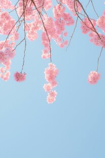 蓝天映衬下的粉嫩垂枝樱花