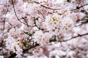 盛开的烂漫樱花