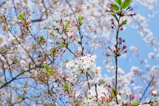 春日繁花绽放枝头