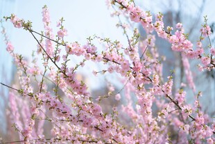 春日绽放的粉嫩桃花