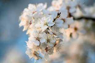 春日绽放的美丽白色花朵