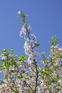 蓝天映衬下的烂漫花枝