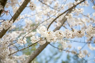 春日绽放的洁白樱花树