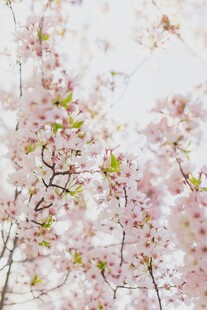 春日烂漫樱花绽放