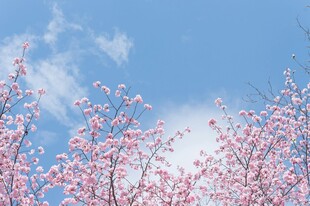 蓝天映衬下的烂漫桃花