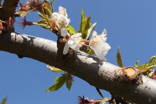 枝头绽放的粉嫩樱花