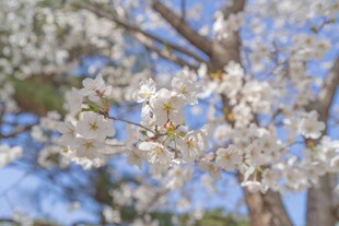春日绽放的洁白樱花树