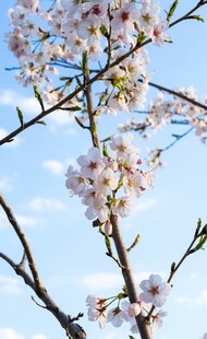 枝头绽放的美丽樱花