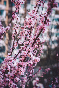 枝头绽放的粉嫩繁花