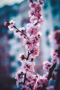 枝头绽放的粉嫩桃花