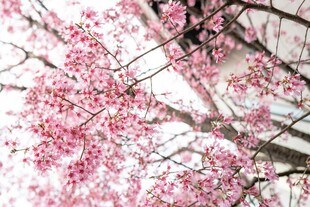 烂漫樱花枝头绽放