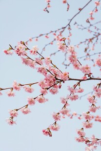 枝头粉嫩桃花绽放