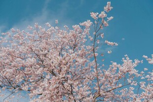 蓝天映衬下的粉嫩樱花树