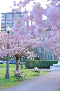 春日公园烂漫樱花景致