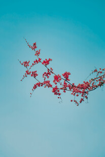 蓝天映衬下的艳丽花枝