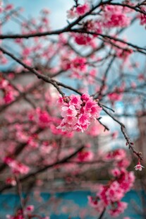 枝头绽放的娇艳粉色花朵