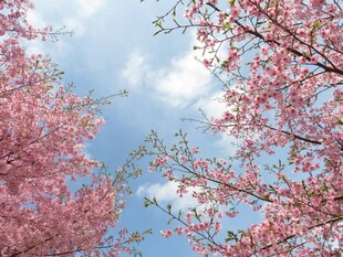 春日烂漫樱花映蓝天