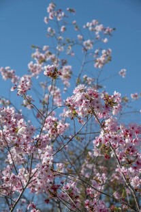 春日繁花绽放枝头