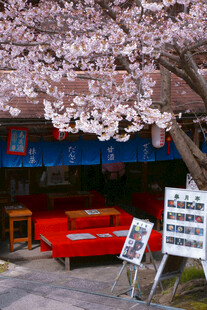 樱花树下的复古红色汽车