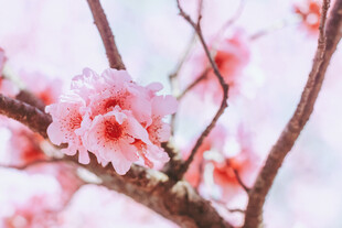 枝头绽放的粉嫩桃花