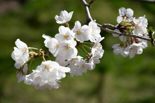 枝头绽放的洁白樱花