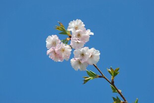 蓝天映衬下的粉嫩花枝