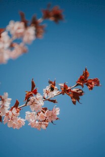 蓝天映衬下的粉嫩花枝