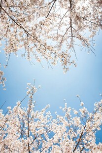 蓝天映衬下的烂漫樱花