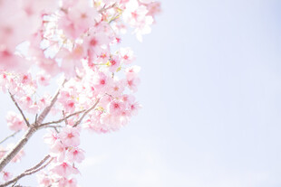 春日烂漫樱花枝头绽放