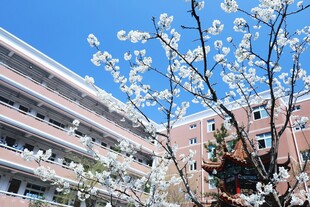 校园春花绽放美景