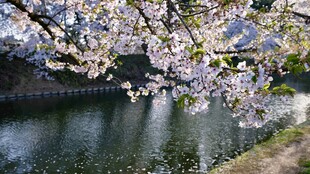 河畔樱花绽放美景