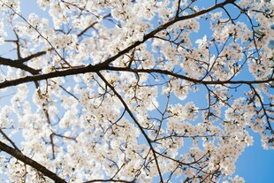 春日绽放的美丽樱花树