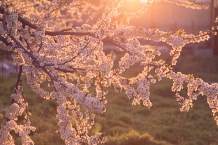 春日樱花沐浴温暖阳光