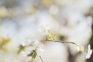 春日绽放的洁白花朵