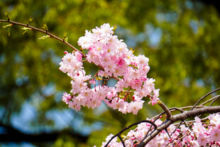 枝头绽放的粉嫩樱花