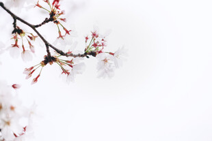 枝头绽放的粉嫩春花