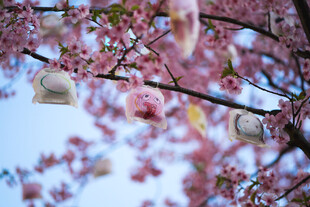 樱花枝头挂饰点缀美景