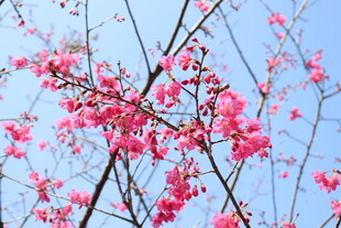 枝头绽放的粉嫩樱花