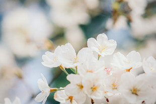 洁白樱花绽放枝头